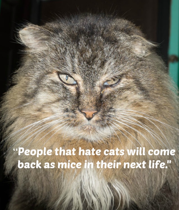 Cat Quotes: Some Of The Most Popular!