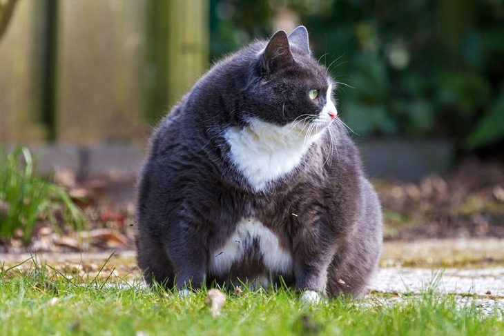Cat Obesity And Health Problems On The Rise: Are You Over-Feeding Your Pets?