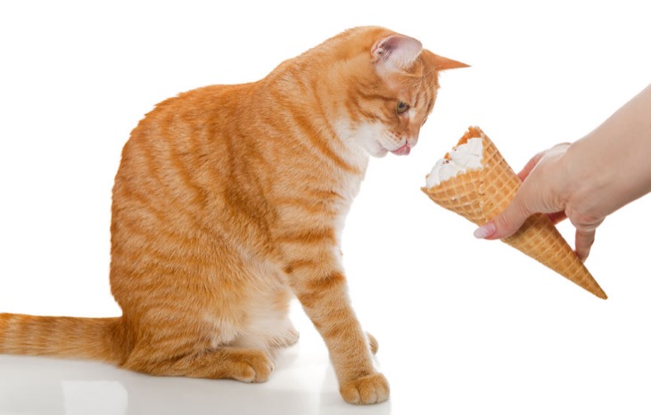 Avoid Feeding Your Cat Ice Cream - They Get Brain Freeze!