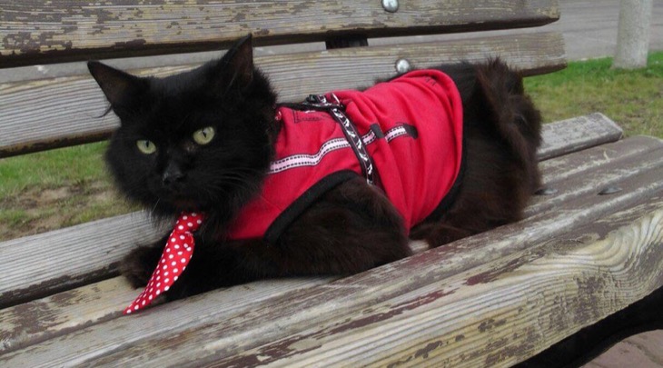 Russian Cat Runs For Parliament: Not First Feline To Seek Office In Russia
