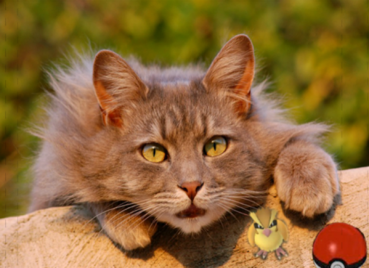 Cats Can’t Catch Pokemon GO Creatures Or Sense Them, But They Certainly Make Cute Pictures