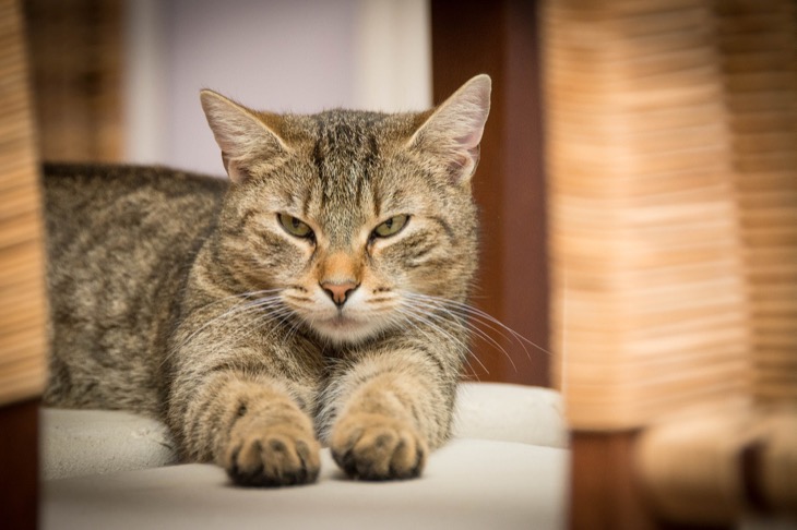 When Should Your Cat Be Spayed Or Neutered?