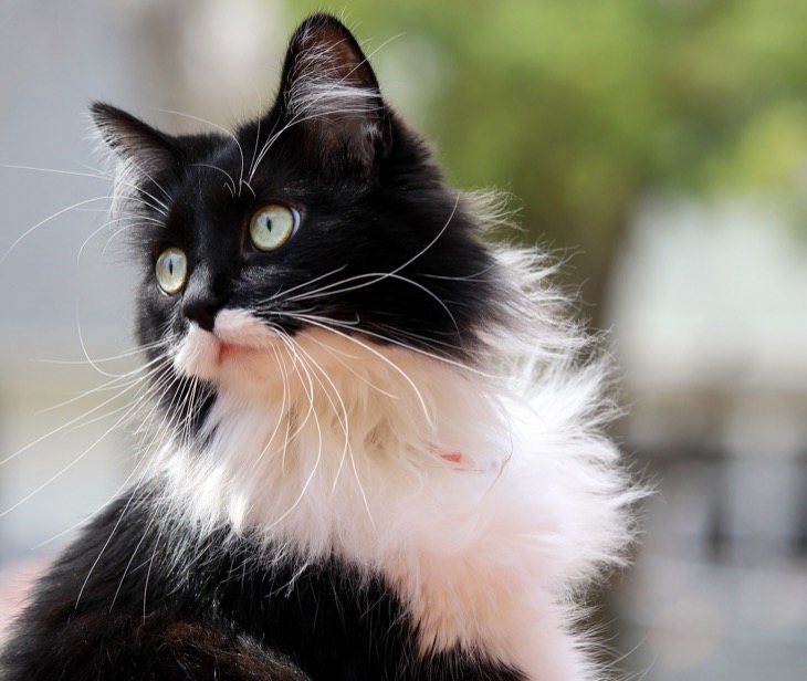 What Is A Cat’s Life Expectancy? Pets Living Longer And Healthier Lifestyles Than Ever Before