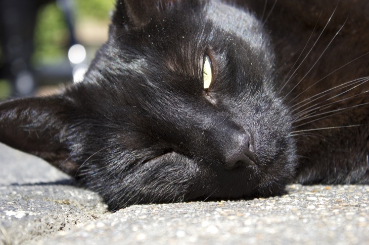 Signs Your Cat May Be Suffering From Heat Stroke