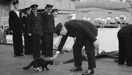 Famous Feline War Heroes: Five Famous Cats Who Served In The Military
