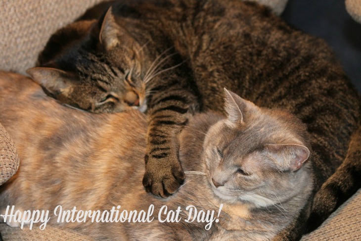 International Cat Day August 8: Celebrate Felines – Read The Cat in the Hat – Sing Soft Kitty, Warm Kitty