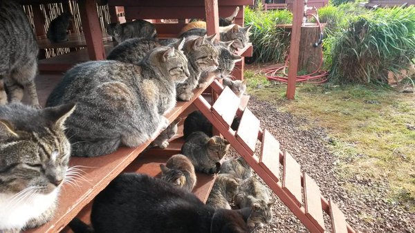 Lanai Cat Sanctuary – Spend The Day In A Hawaiian Paradise Cuddling With Hundreds Of Cats!