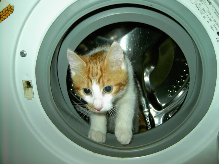 Cat Naps In Washing Machine - Survives Spin Cycle – Nominated for Pet Survivor Award