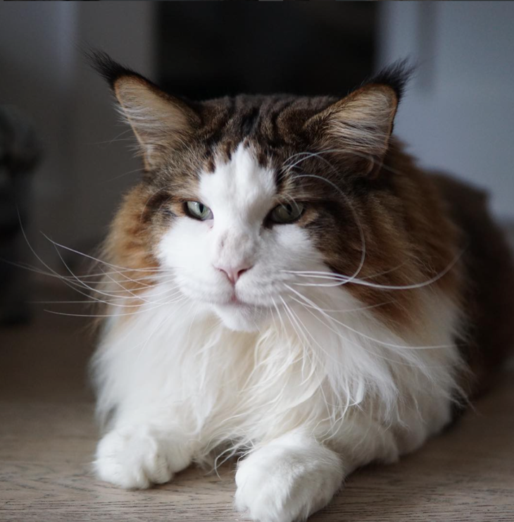 Samson, The Fattest Cat In NYC Weighs In At 28 Pounds And Has More Instagram Followers Than You!