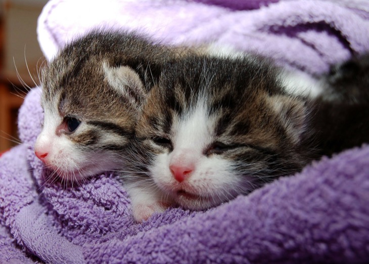 5 ways To Find Your Kittens A Home Without Taking Them To A Shelter