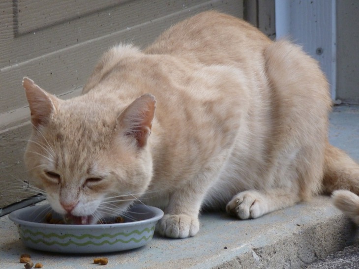 Should You Feed your Cat Wet Food Or Dry Food?