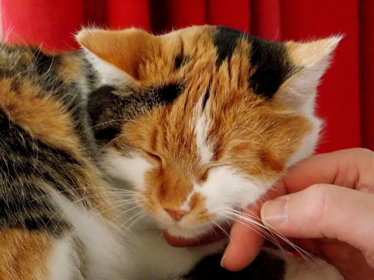 Best Ways to Pamper Your Cat