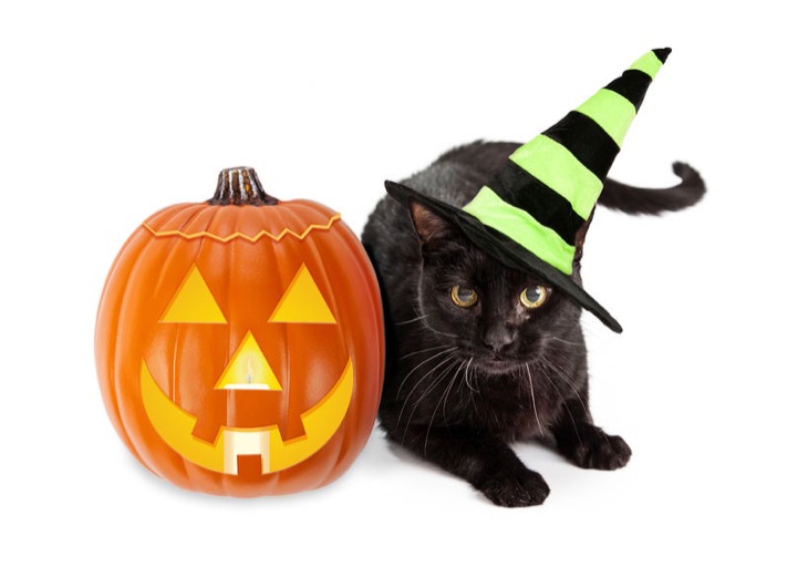 DIY Halloween Costumes for Your Cat