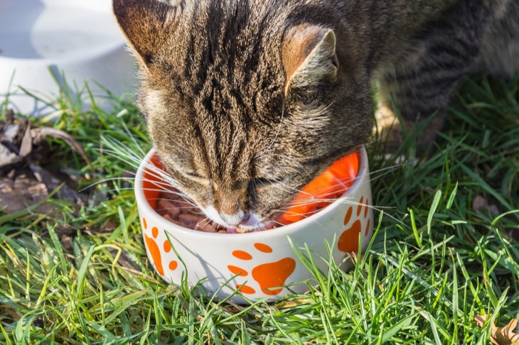 How To Save Money On Cat Food
