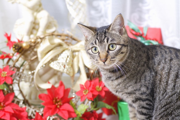 Which Holiday Plants are Toxic for Cats?