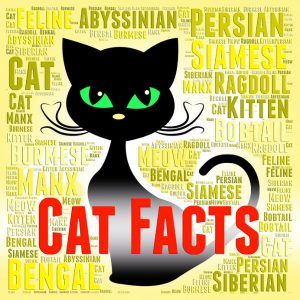 Crazy and Fun Cat Facts