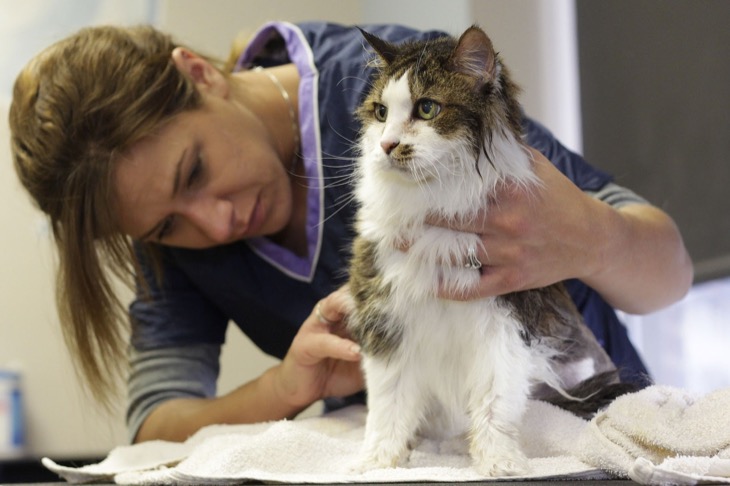 Guide to Cat Grooming