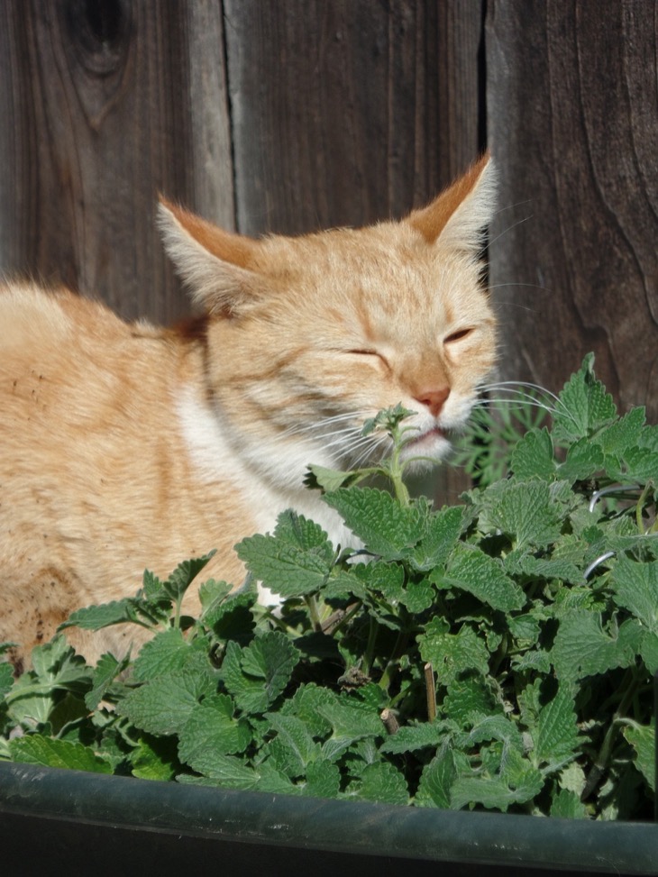 What exactly is catnip? Details HERE!