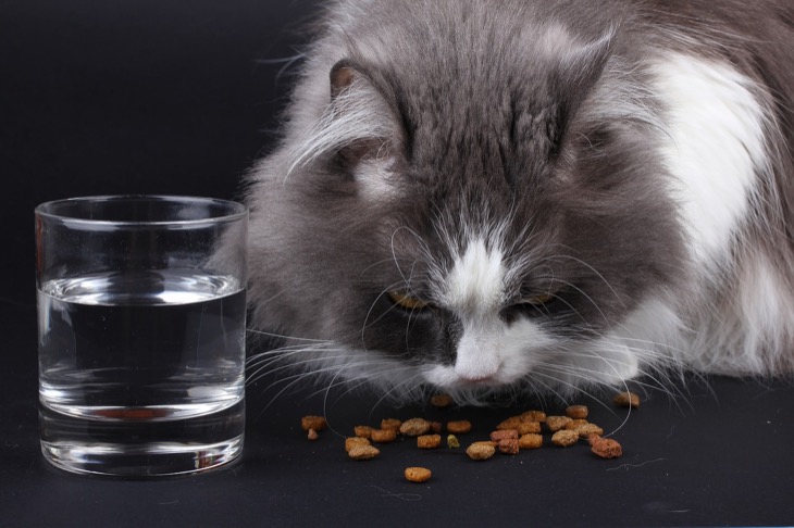 How Often Should You Feed Your Cat? Details HERE!