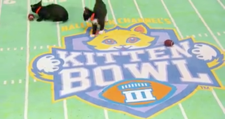 The Hallmark Kitten Bowl Returns February 5, 2017