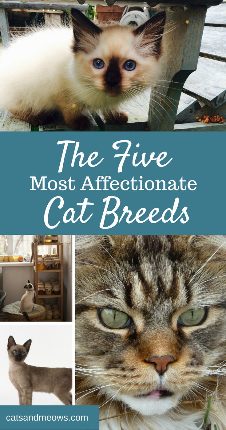The 5 Most Affectionate Cat Breeds