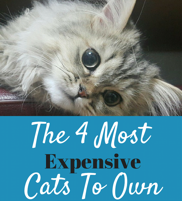 The Most Expensive Cats To Own - Their Cost and Their Ongoing Needs