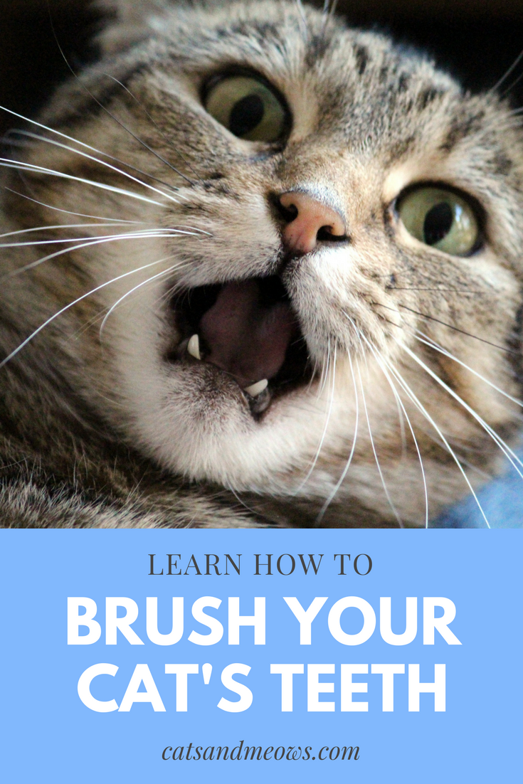 Learn How to Brush your Cat's Teeth
