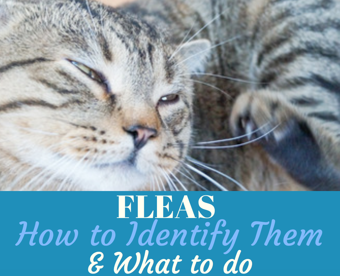 Cat Fleas how to Identify Them & What to do