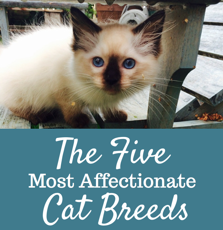 The 5 Most Affectionate Cat Breeds