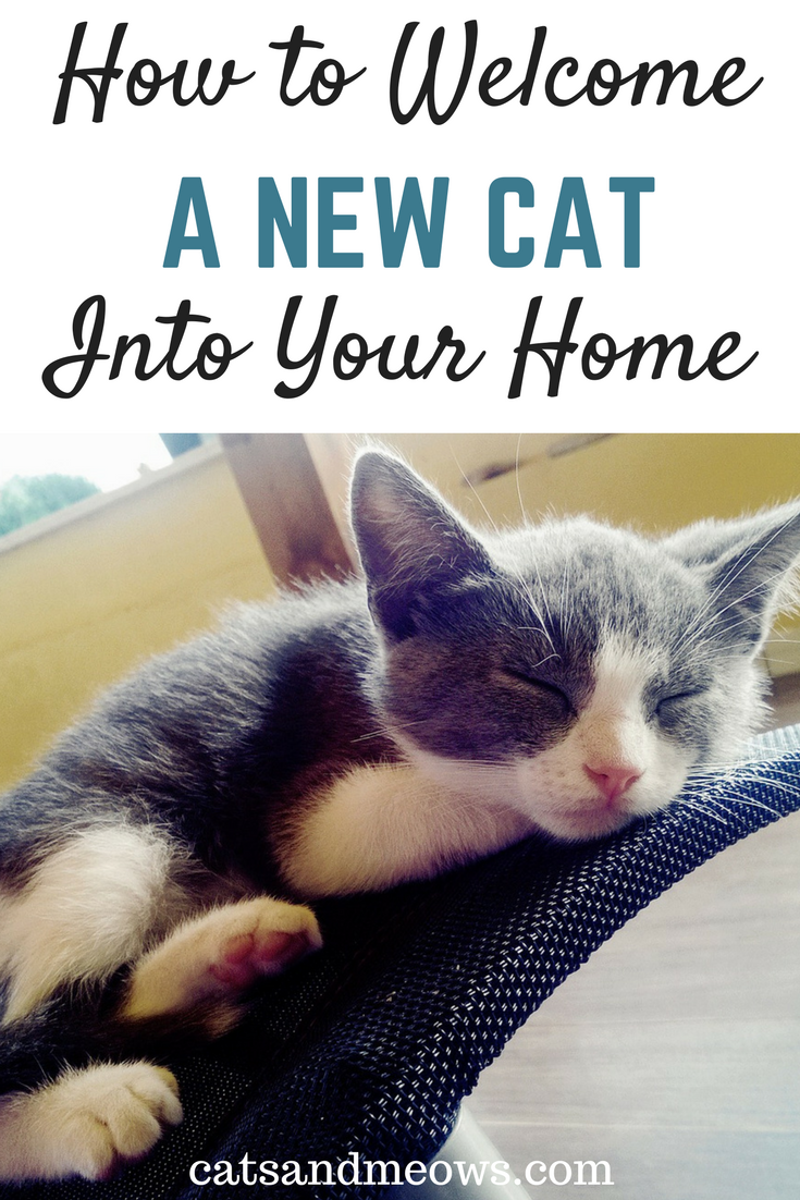 You've Chosen A Cat - How to Welcome A Cat Into Your Home