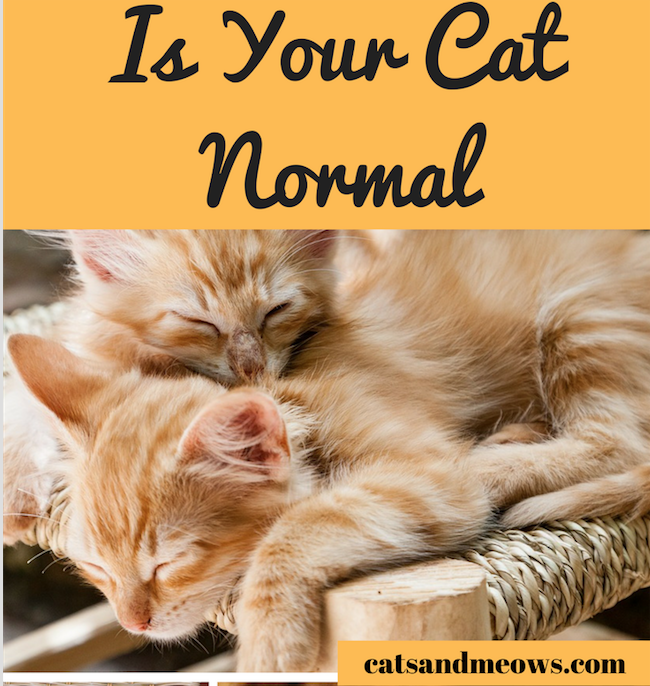 How To Know if Your Cat Is Normal