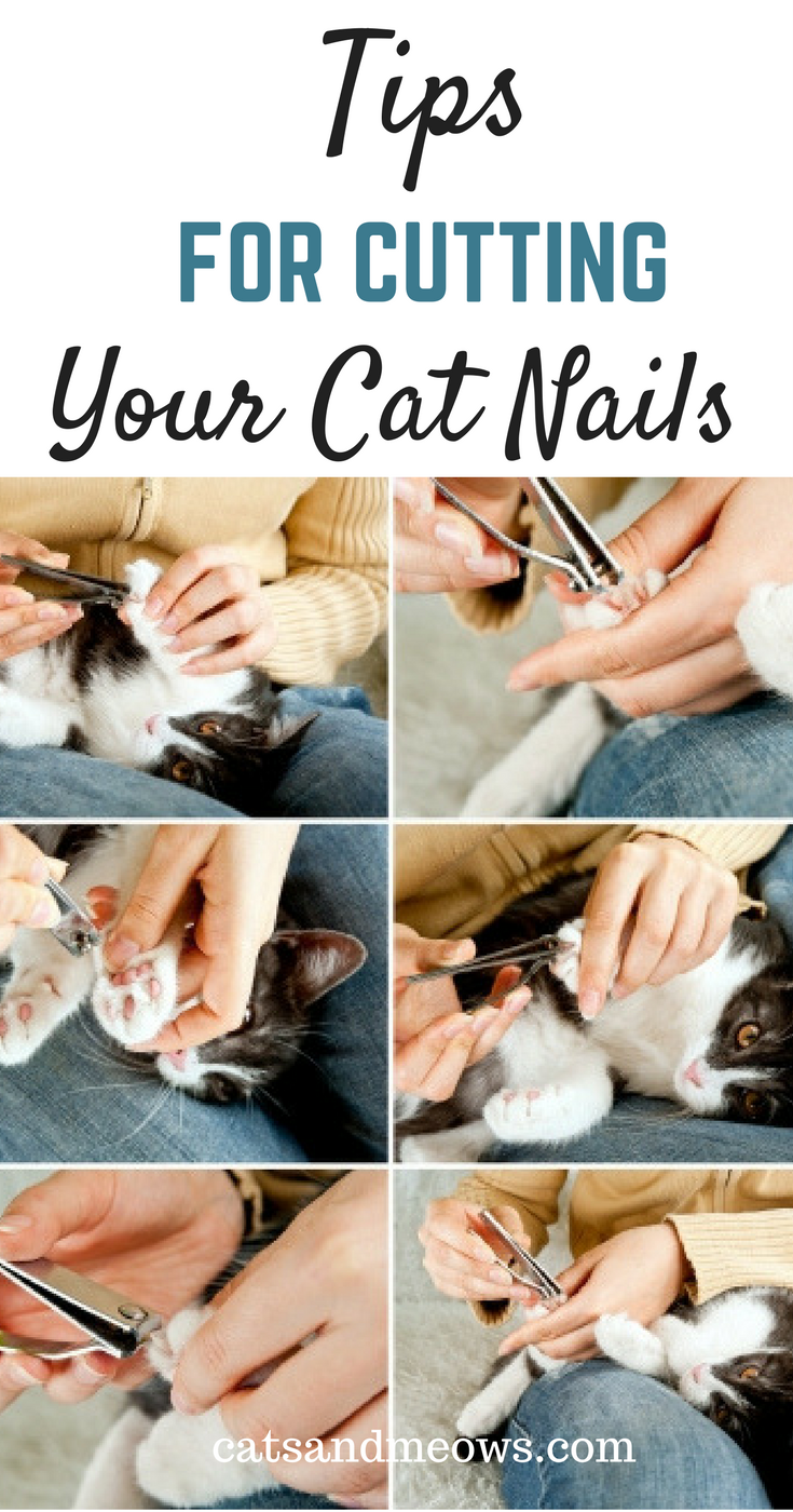 Tips For Cutting Your Cat's Nails