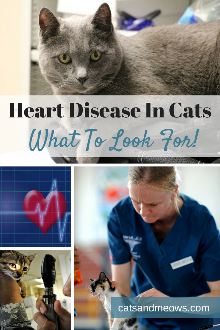 Heart Disease In Cats - What To Look For!