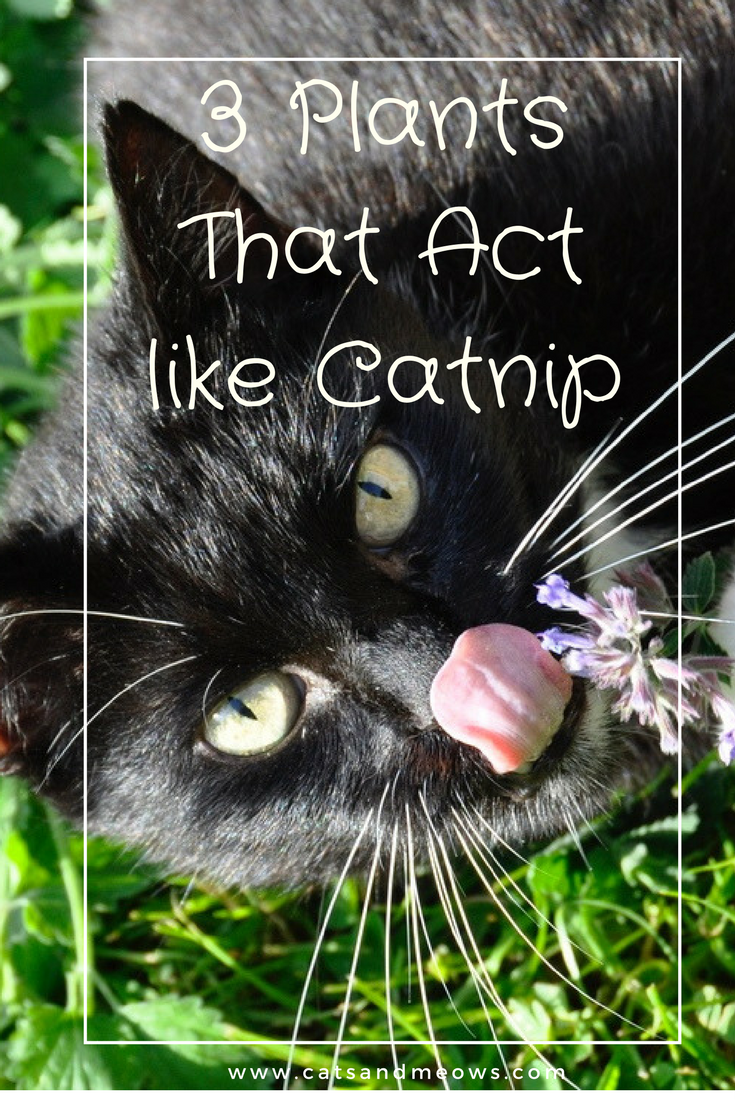 3 Plants That Act Like Catnip