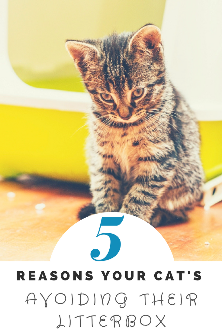 5 Reasons your Cat's Avoiding their Litterbox