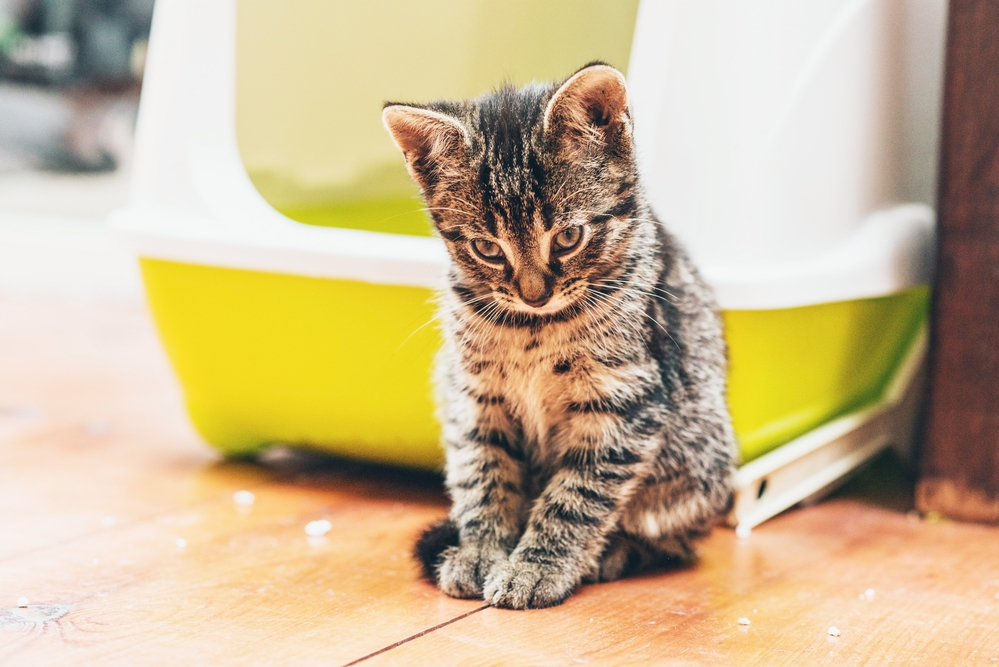 5 Reasons your Cat's Avoiding their Litterbox