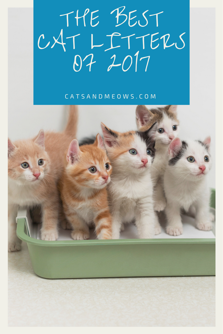 The Best Cat Litters for 2017