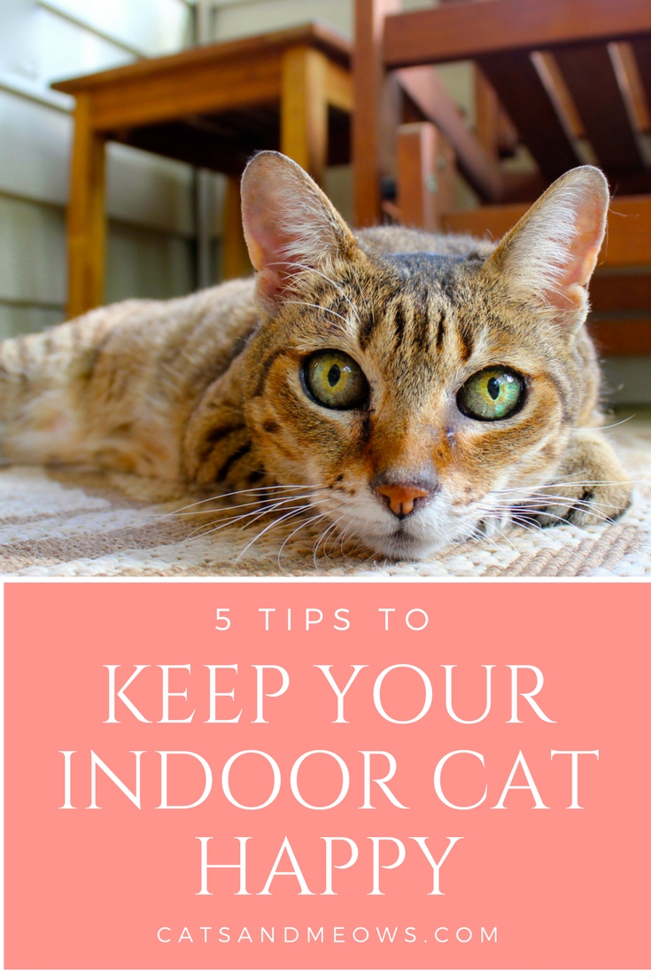 5 Tips To Keep Your Indoor Cat Happy