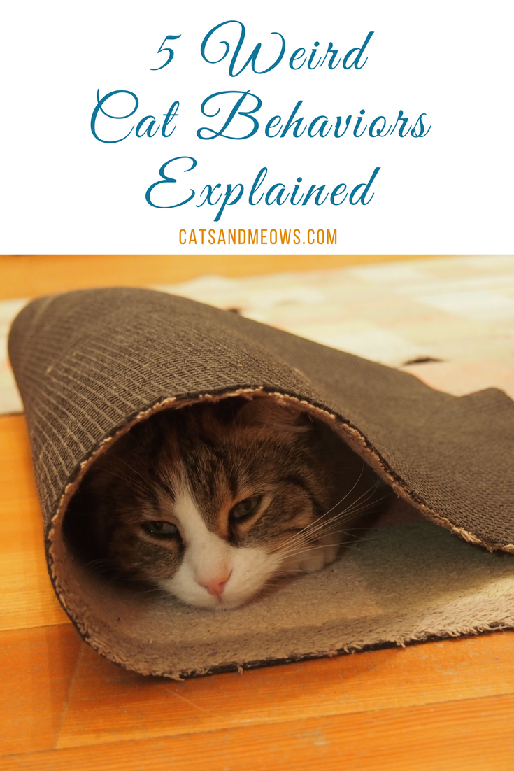 5 Weird Cat Behaviors Explained