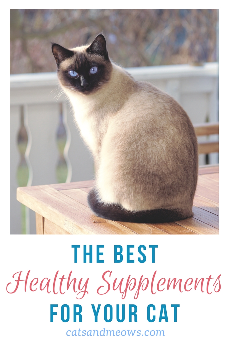 he Best Healthy Supplements for your Cat
