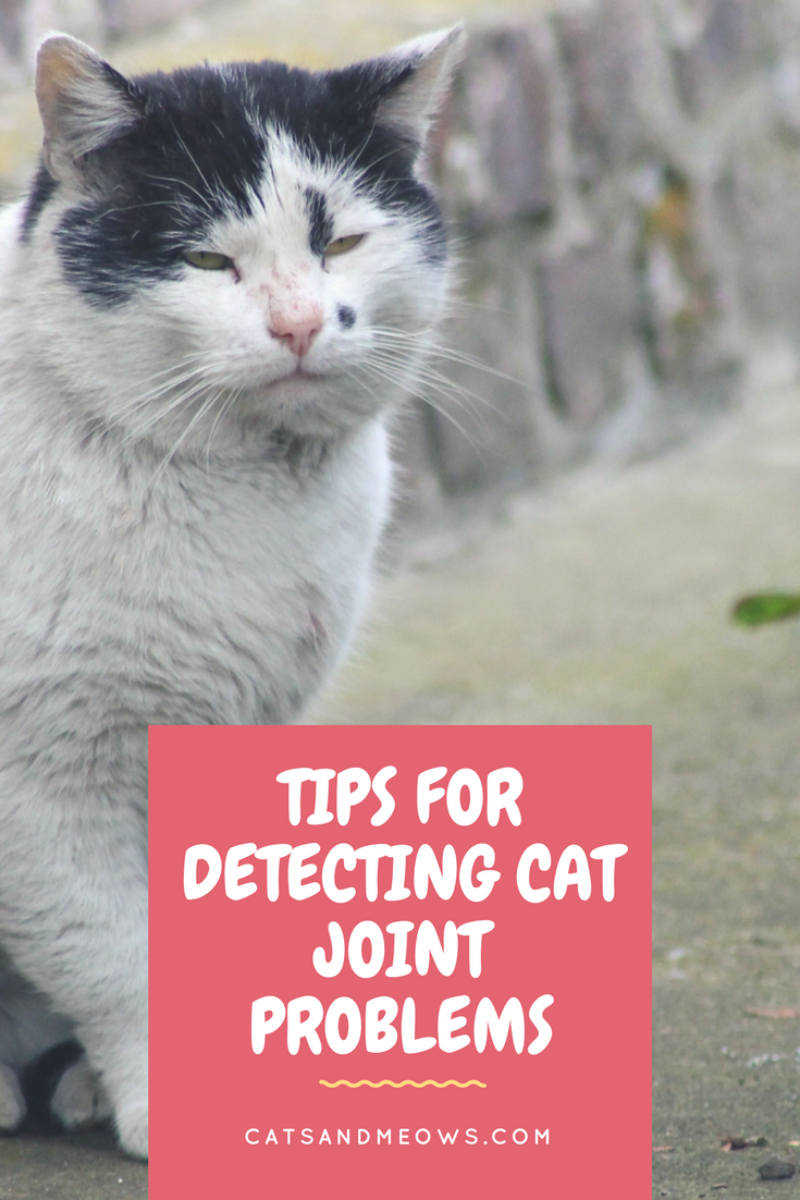 Tips for Detecting Cat Joint Problems