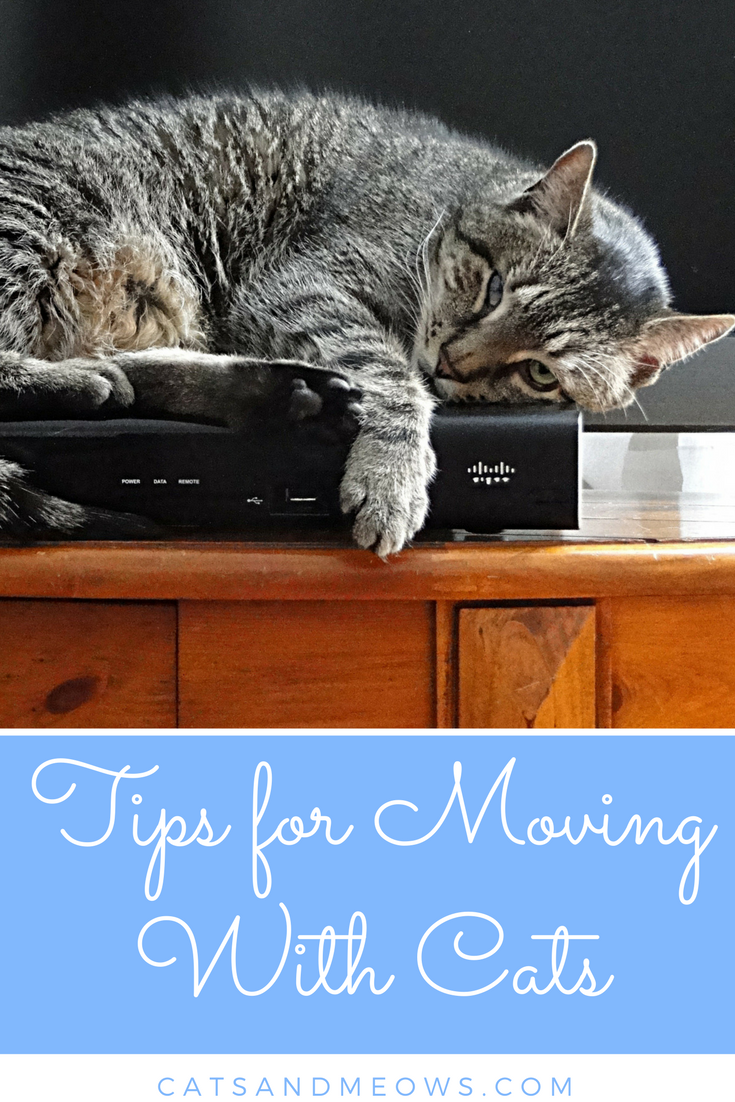 Tips for Moving With Cats