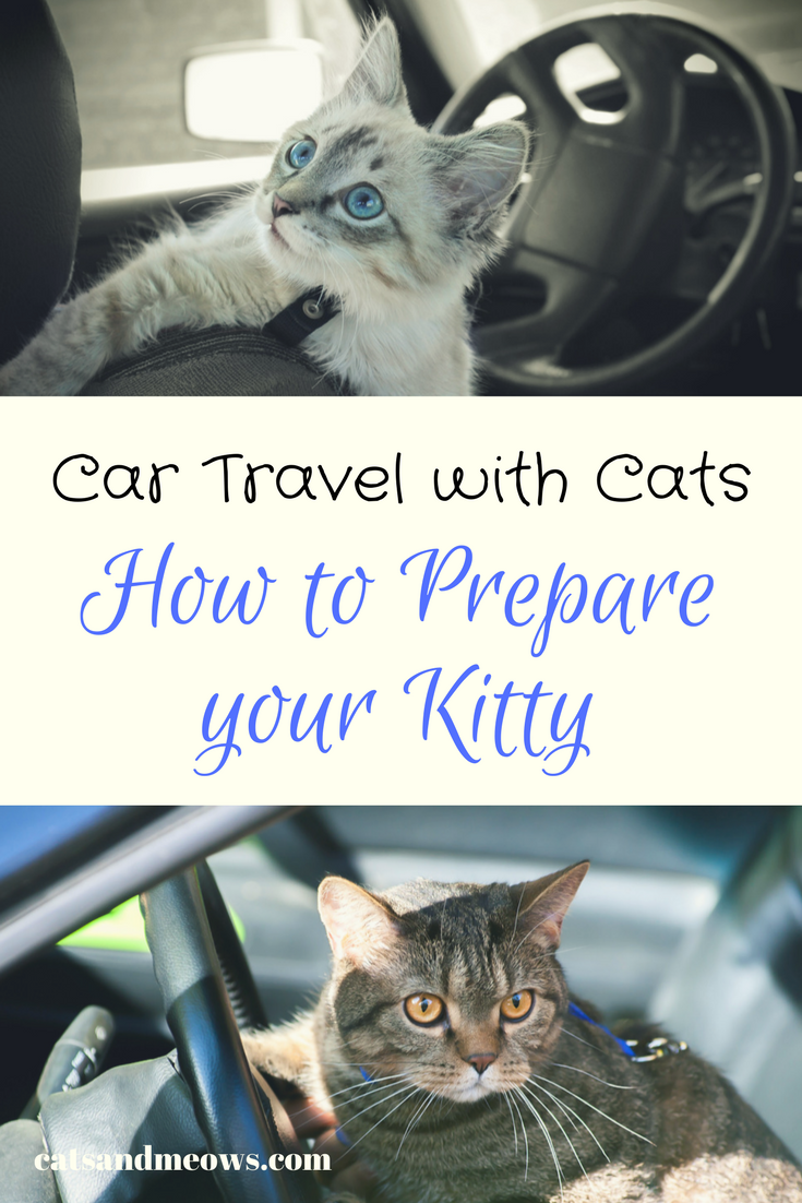 Car Travel with Cats: How to Prepare your Kitty