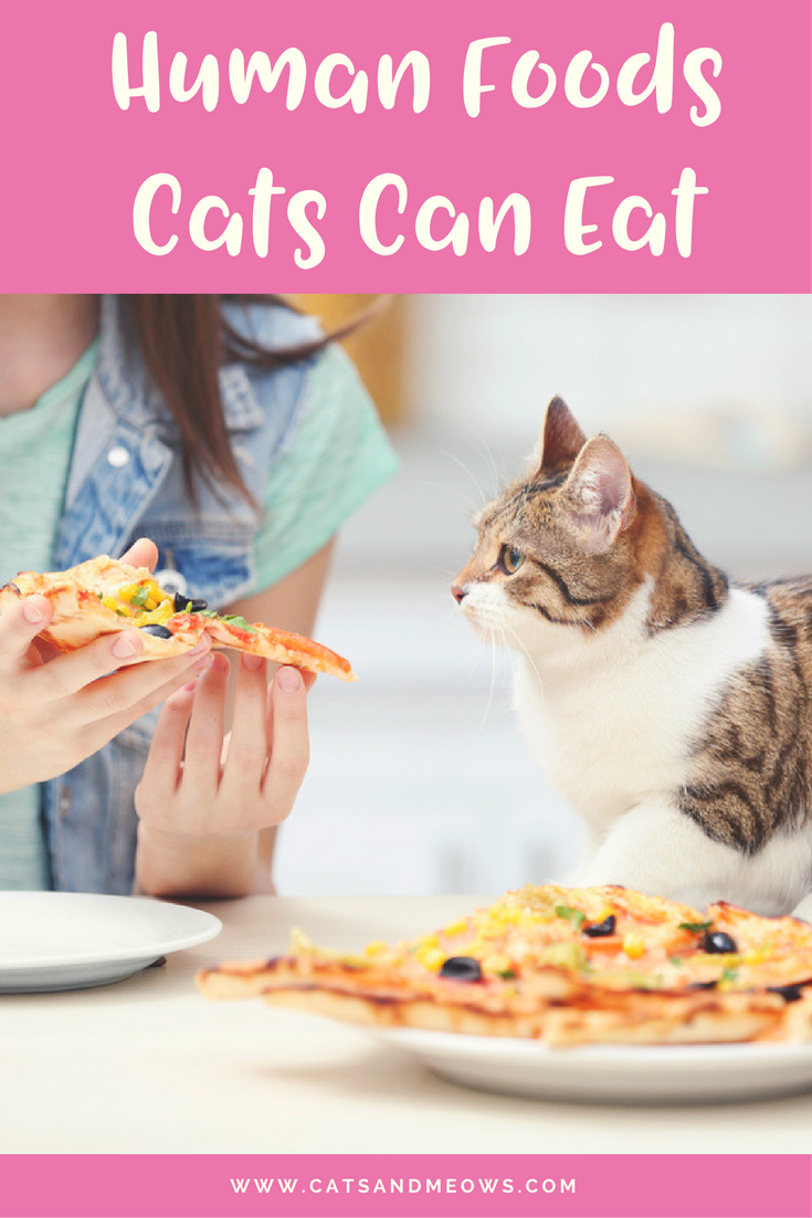 Here Are The 'Human Foods' Your Cat Can Eat Too