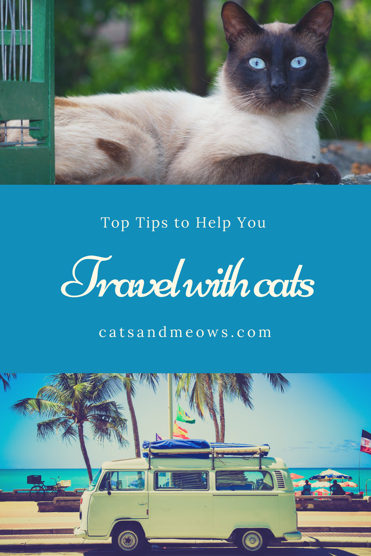 Top Tips for Moving with Cats