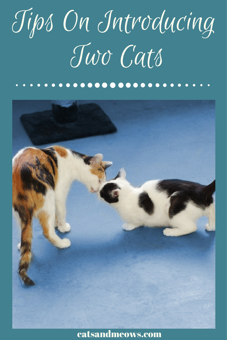 Tips On How to Introduce Two Cats