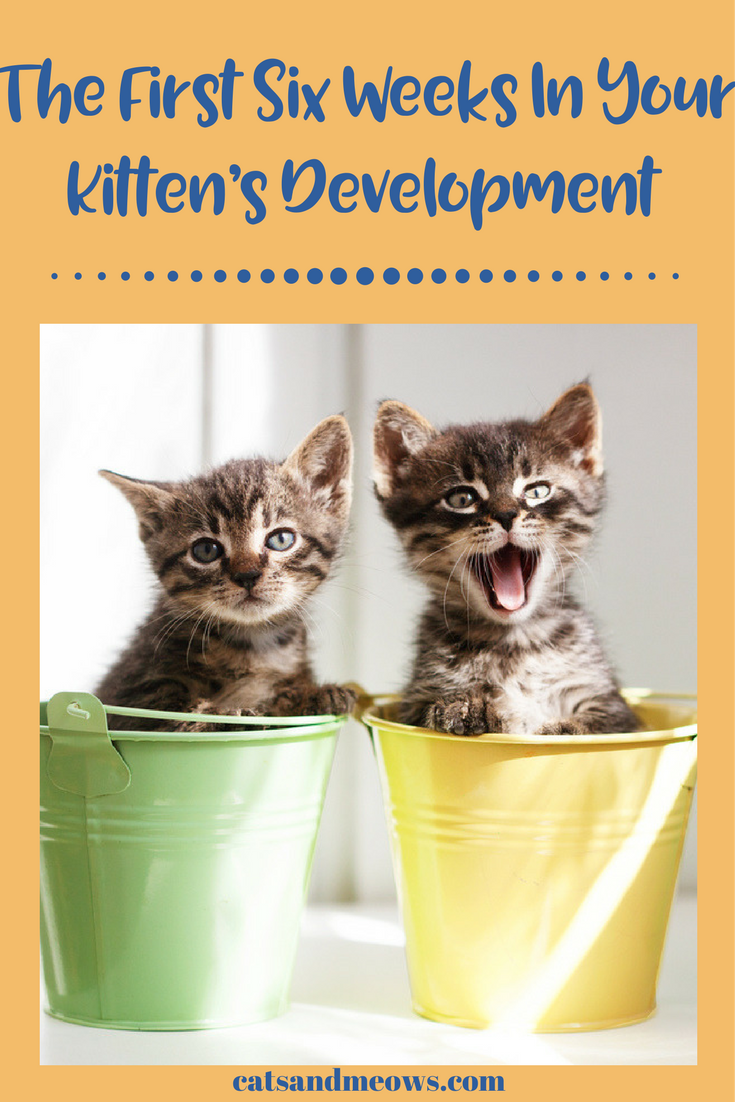 The First Six Weeks In Your Kitten’s Development – What To Expect