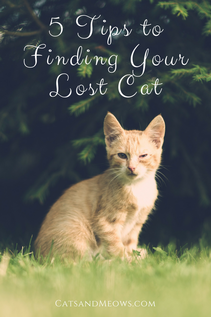 5 Tips to Finding Your Lost Cat