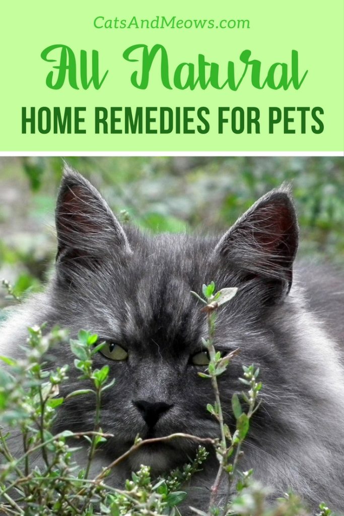 All-Natural Home Remedies for Pets 