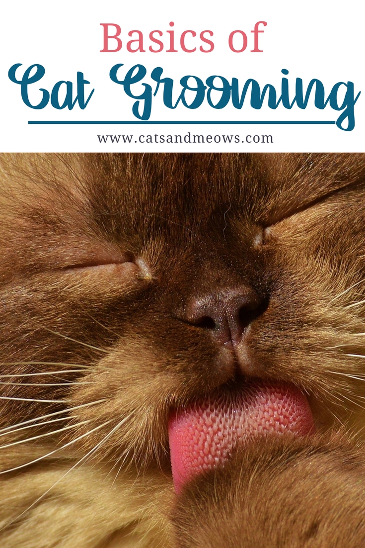 Basics of Cat Grooming